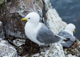 Kittywake, Sea Bird, on nest, on rocks at the Farne Island, Northumberland, England, UK.