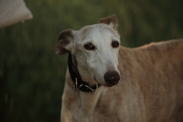 A greyhoud outdoor - portrait