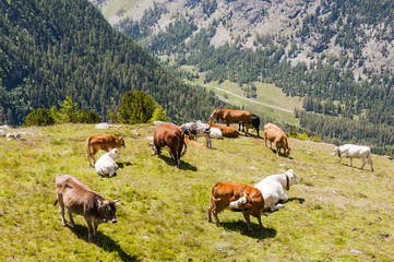 Pontresina, Alp Languard, Sessellift, Kühe, Bergwiese, Bergkräuter, Bergkäse, Alpen, Val Bernina, Oberengadin, Graubünden, Sommer, Schweiz