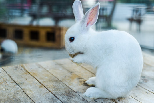 white rabbit on the farm