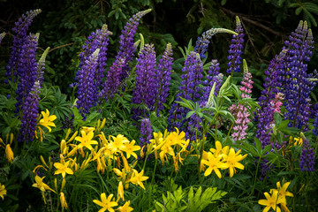 Obraz premium Lupines, in Canada