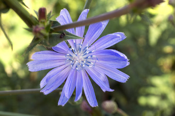 Useful plant chicory (Cich&oacute;rium).