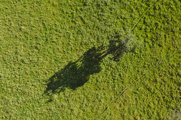 Drone aerial view of green field and tree