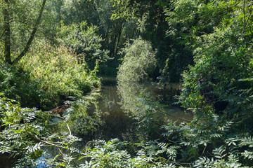 pond