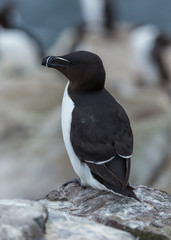 Razorbill. sea bird on rocks at the Farne Islands, Northumberland, England, UK.