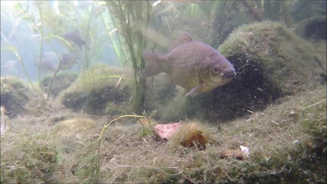 żerujące ryby słodkowodne, wędkarski świat ryby naszych jezior