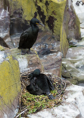 A pair of shags, sea birds, at nest on Farne Islands, Northumberland, uk.