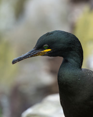 Shag. Sea Bird. Farne Islands, Northumberland. England, UK.