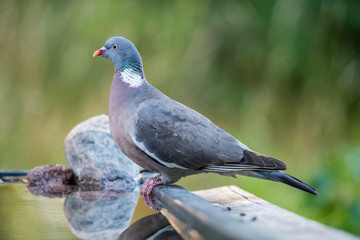 Common Wood Pigeon perching at the waterhole
