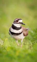 Killdeer, Canada.