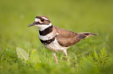 Killdeer, Canada.