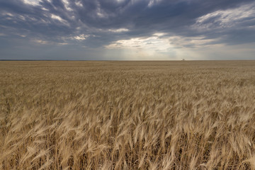 Ripe wheat field and one lonely tree at horizon line in Ukraine