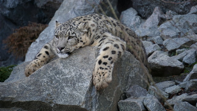 tiger