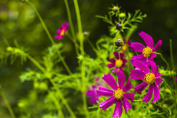pink daisy in the garden