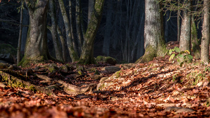 Herbstwald an einem sonnigen Morgen im Österreich