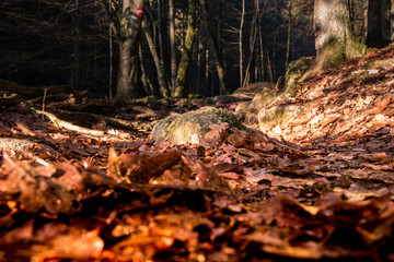 Herbstwald in der Morgensonne in Österreich