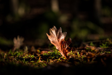 Eichenblatt im Herbstwald