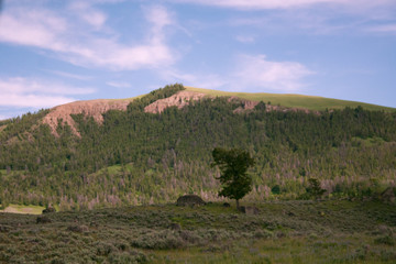 Lone Tree and Boulders