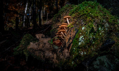 Kleine Pilze im tiefen Wald