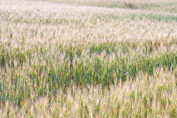 Golden wheat field. Wheat field background. ripe rue.