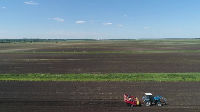 Farm machinery harvesting potatoes. Farmer field with a potato crop. Pile of potatoes on a trailer with vintage tractor. Aerial footage.