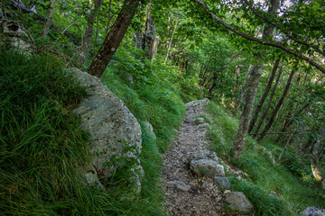 travel and walking calm concept of lonely ground trail in deep forest outdoor nature beautiful environment landscape between green trees in summer day time