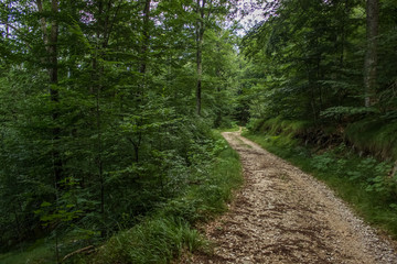 Fototapeta na wymiar travel and walking calm concept of lonely ground trail in deep forest outdoor nature beautiful environment landscape between green trees in summer day time
