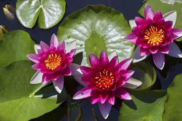 The beautiful red lotuses. Pink Water lilies. The old pond is decorated with a colorful water lily....