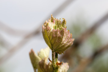 photo of the vineyard