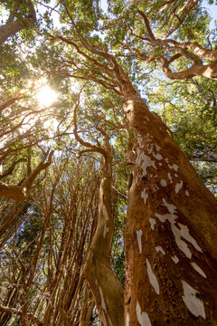 Arrayanes Trees (Chilean Myrtle) with orange trunk at Arrayanes National Park - Villa La Angostura, Patagonia, Argentina