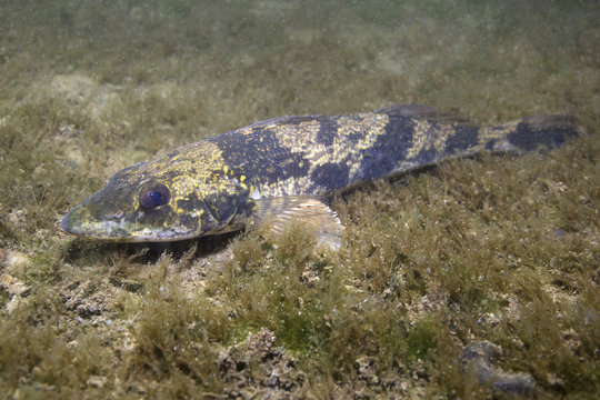 Freshwater fish Zingel (Zingel zingel) in the beautiful clean river. Underwater shot in the danube river. Wild life animal. Zingel in the nature habitat with nice background. Live in the river.