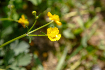 Close-up shot of a lone flower in the Buttercup field