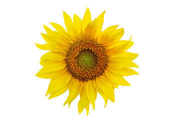 Fototapeta premium One sunflower close up isolated on white background