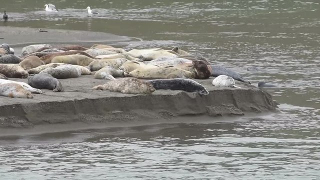 HD Video of Harbor Seals hauled out on a sandy beach in Northern CA on an over cast day. When not actively feeding, they haul to rest and are gregarious when hauled out and during the breeding season.