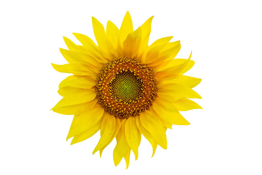 One sunflower close up isolated on white background
