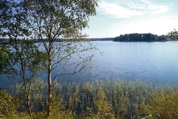 The birch tree by the lake in the reeds under the blue sky.