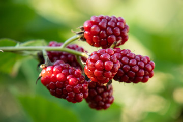 Brombeeren, einzelner Zweig