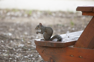 squirrel eating on park bench