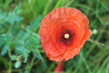 Red poppy blooms on a meadow