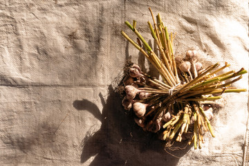Bunches of garlic from the bed on the floor. Organic food from the farm.
