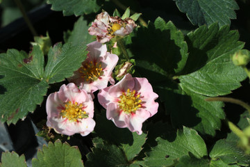 Blooming hybrid cultivar strawberry (Fragaria x ananassa 'Merlan Soft Pink') in the autumn garden