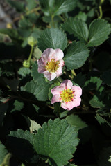 Blooming hybrid cultivar strawberry (Fragaria x ananassa 'Merlan Soft Pink') in the autumn garden