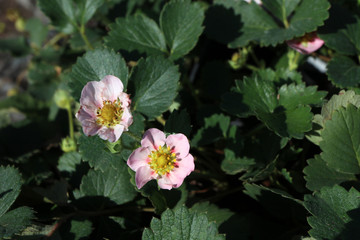 Blooming hybrid cultivar strawberry (Fragaria x ananassa 'Merlan Soft Pink') in the autumn garden