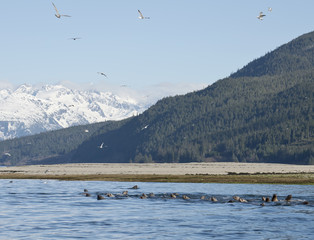 Spring feeding frenzy in Southeast Alaska