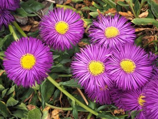 Erigeron "Sommerabend" (fleabane) flowers with purple petals and yellow centres