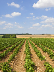 Yorkshire Wolds potato crop