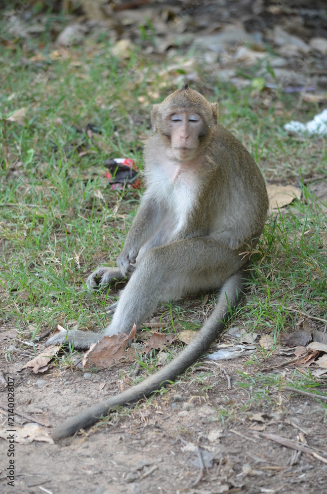 Sticker animal wild monkey cambodia nature