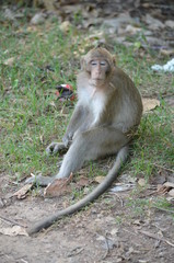 Obraz premium animal wild monkey cambodia nature