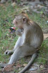 wild animal monkey asia mammal cambodia jungle