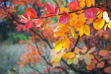 Naklejka na ściany i meble Soft autumn background with leaves